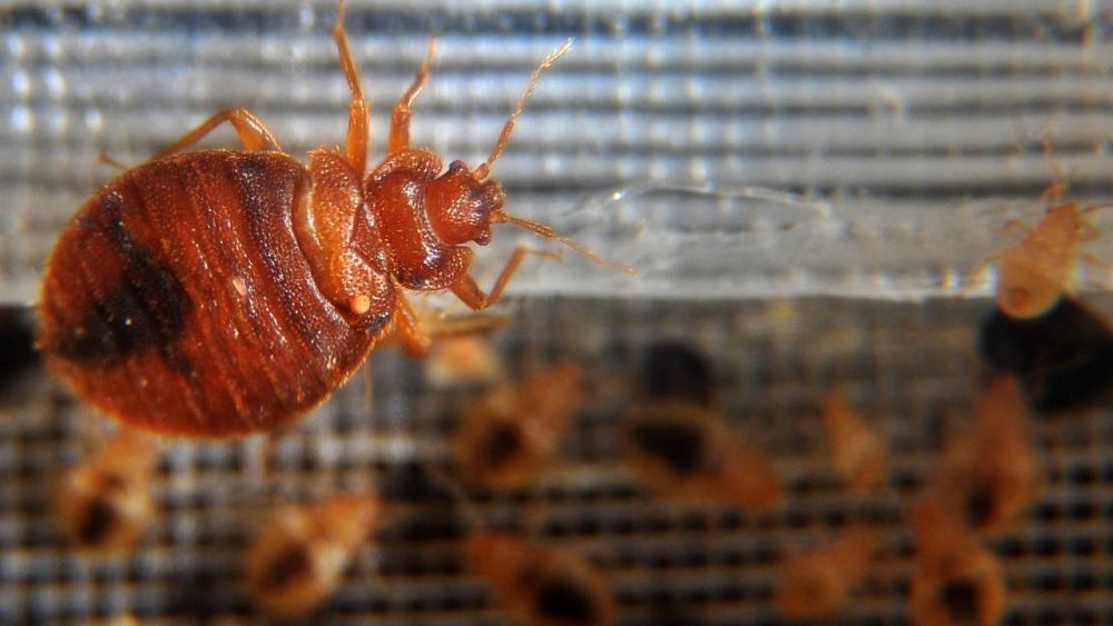 A Quoi Ressemblent Les Crottes De Punaises De Lit Identification Et Prévention ! (avec Photos